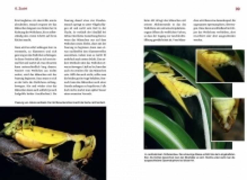 Preview: Orchideenmantiden - die Gattungen Helvia und Hymenopus